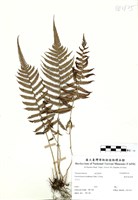 藏品(縮羽副金星蕨)的圖片